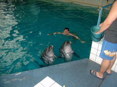 дельфины.JPG