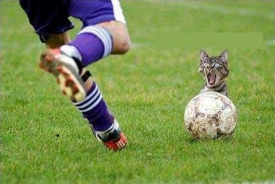 cat_footbol.jpg